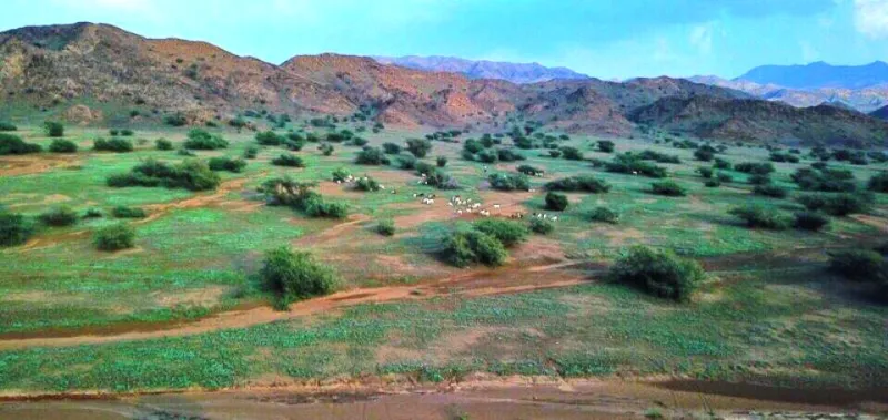 صور| الباحة تكتسي بالبساط الأخضر في مشهد رباني خلاب