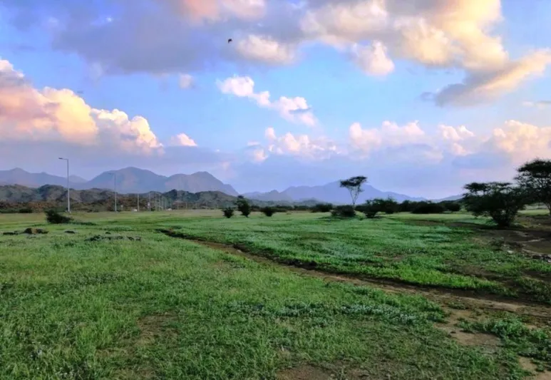 صور| الباحة تكتسي بالبساط الأخضر في مشهد رباني خلاب