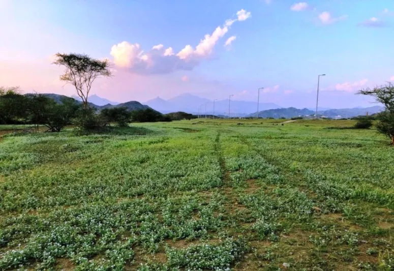 صور| الباحة تكتسي بالبساط الأخضر في مشهد رباني خلاب