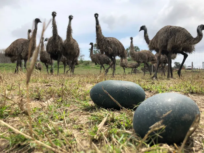 أسعارها خيالية.. أغرب أنواع البيض الصالحة للطعام