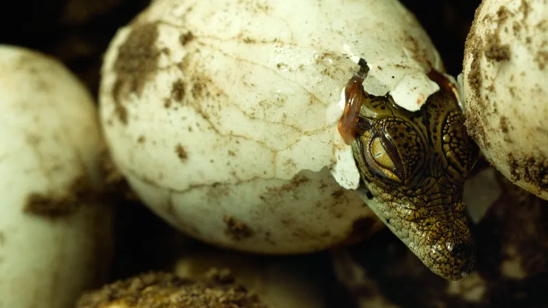 أسعارها خيالية.. أغرب أنواع البيض الصالحة للطعام