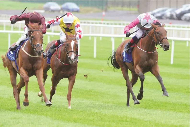 هذه المهرة الشقراء هي الأعلى سعرا في "مزاد الخالدية"