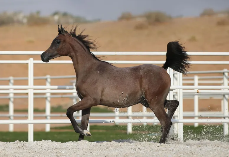 هذه المهرة الشقراء هي الأعلى سعرا في "مزاد الخالدية"