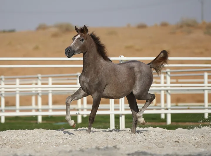 هذه المهرة الشقراء هي الأعلى سعرا في "مزاد الخالدية"