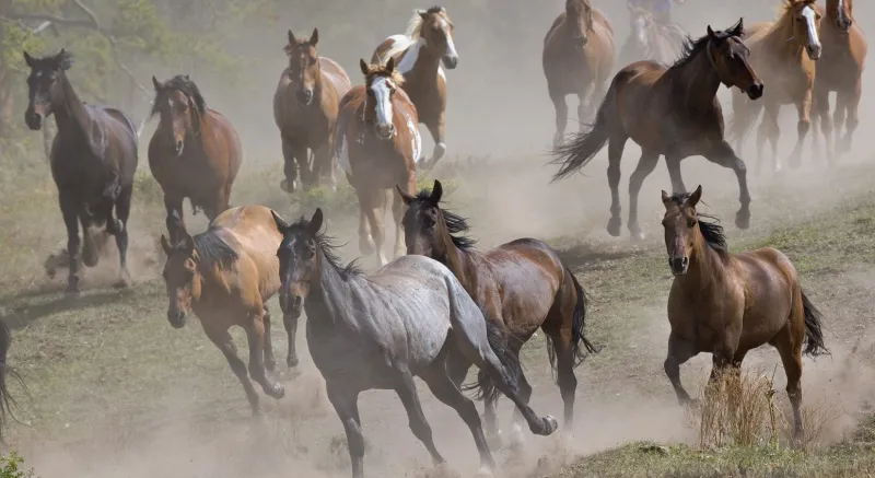 هذه المهرة الشقراء هي الأعلى سعرا في "مزاد الخالدية"