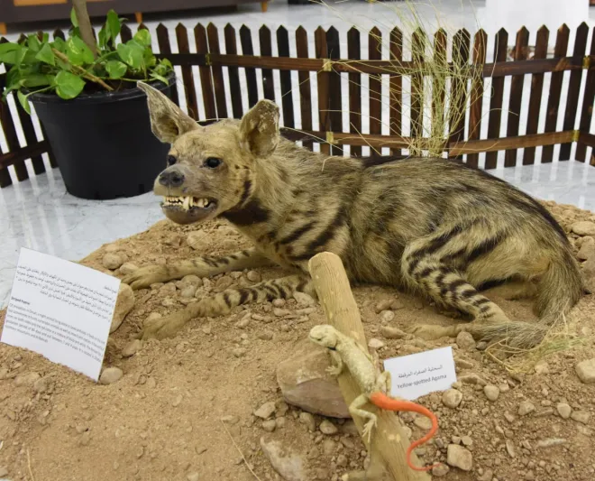 بينها سوق للسحرة وعلى شريط قطار.. أغرب الأسواق في العالم