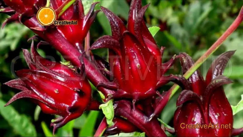 علاج الضغط المرتفع للشباب في المنزل