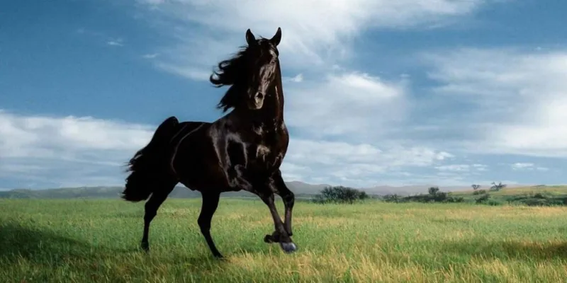 لعشاق ركوب الخيل.. إليك أشهر وجهات السفر العالمية للاستمتاع بتلك الرياضة لعشاق ركوب الخيل.. إليك أشهر وجهات السفر العالمية للاستمتاع بتلك الرياضة