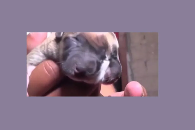 فيديو: أغرب حالات الولادة للحيوانات في العالم.. نعجة تلد خنزير بوجه إنسان!