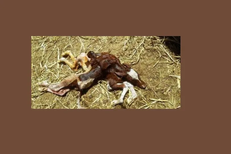 فيديو: أغرب حالات الولادة للحيوانات في العالم.. نعجة تلد خنزير بوجه إنسان!