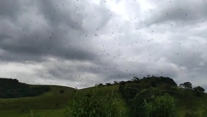 السماء تمطر عناكب في البرازيل.. ما السر؟ (فيديو)