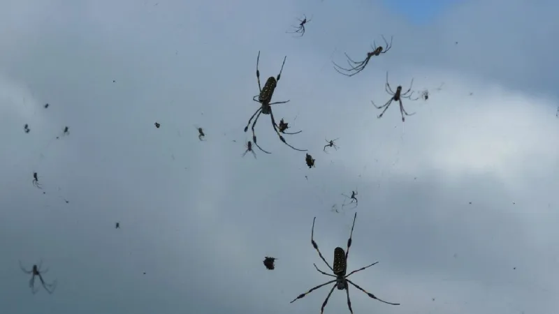 السماء تمطر عناكب في البرازيل.. ما السر؟ (فيديو)