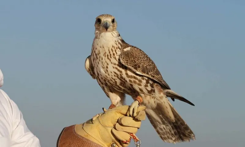 بجوائز 17 مليون ريال.. كل ما تريد معرفته عن مسابقات مهرجان الملك عبد العزيز للصقور