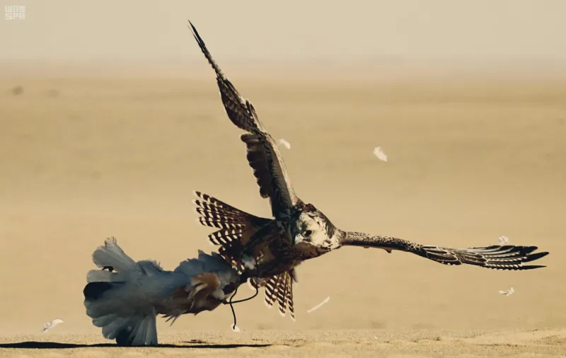 بجوائز 17 مليون ريال.. كل ما تريد معرفته عن مسابقات مهرجان الملك عبد العزيز للصقور