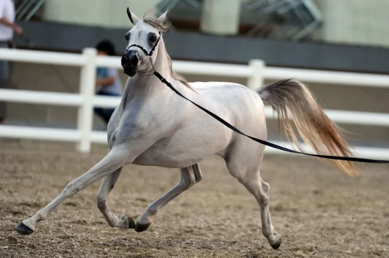 انطلاق النسخة الأولى من المهرجان السعودي للجواد العربي في هذا الموعد