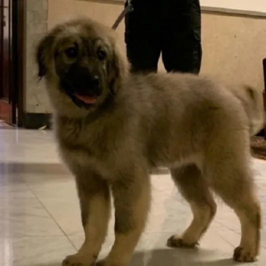 «بوتين» يتلقى هدية غريبة من الرئيس الصربى (فيديو)