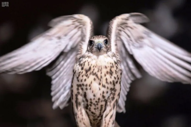  بمشاركات عالمية..مهرجان الملك عبدالعزيز للصقور يستعد للانطلاق