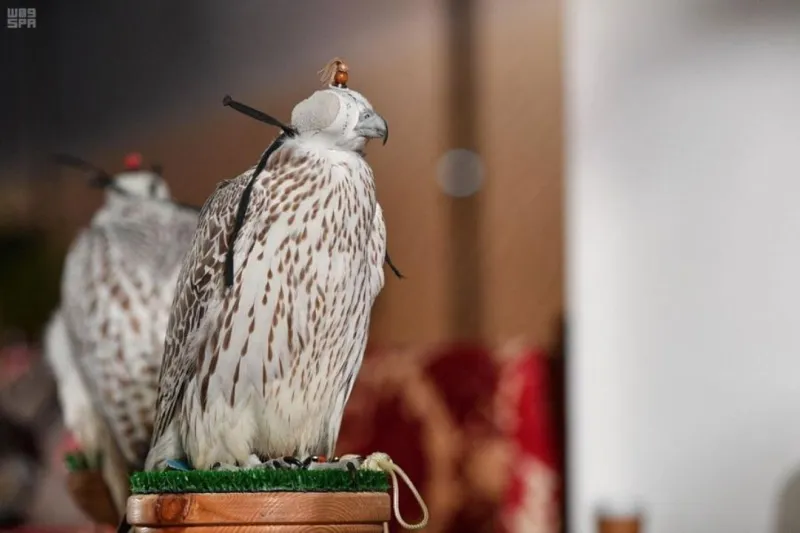  بمشاركات عالمية..مهرجان الملك عبدالعزيز للصقور يستعد للانطلاق