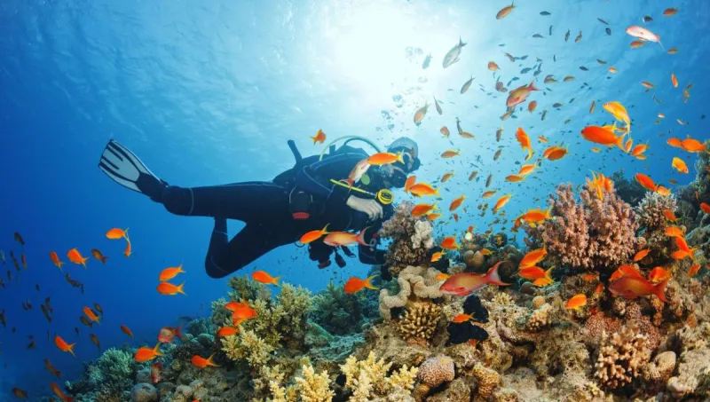 يتم غمر طائرة بوينغ 747 في المياه.. البحرين تنشئ أكبر منتزه للغوص في العالم