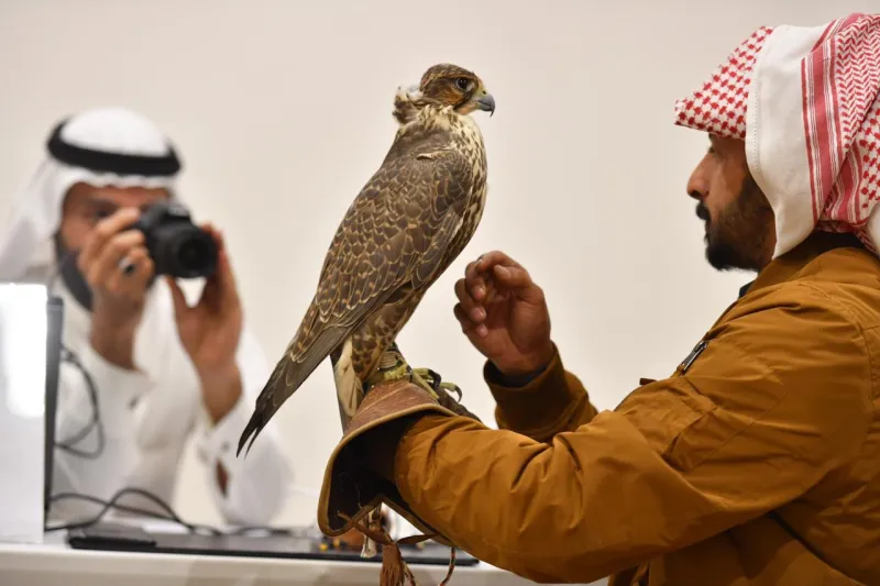 مهرجان الصقور يتيح خدمة النقل الترددي للعائلات من 4 مواقع.. تعرف عليها