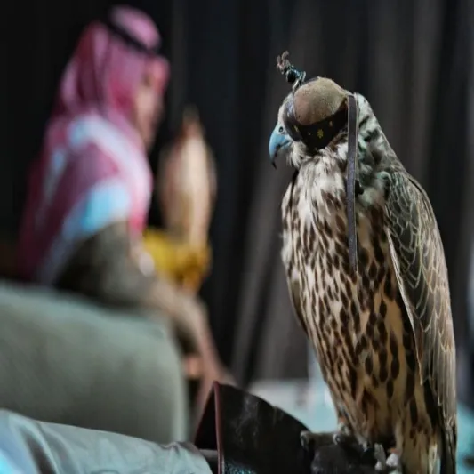 مهرجان الصقور يتيح خدمة النقل الترددي للعائلات من 4 مواقع.. تعرف عليها