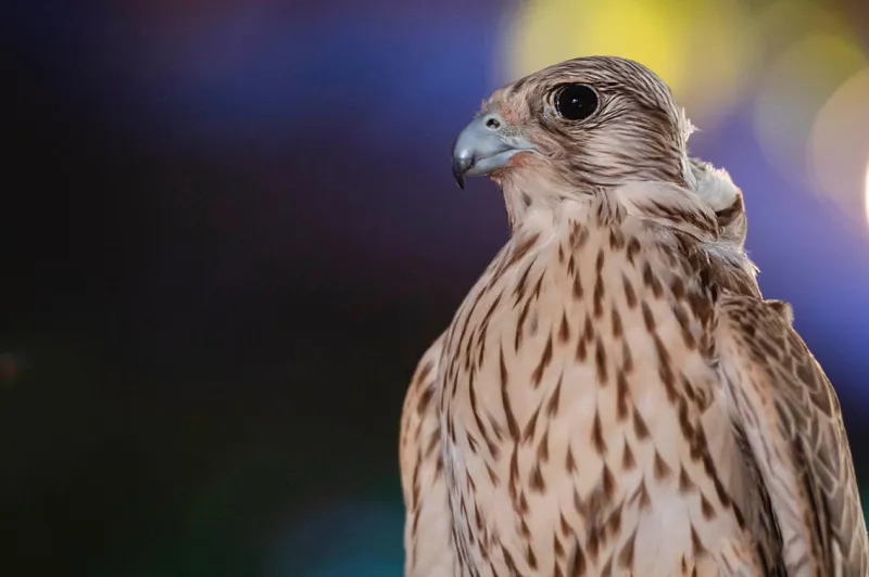 مهرجان الصقور يتيح خدمة النقل الترددي للعائلات من 4 مواقع.. تعرف عليها