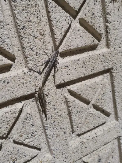 أسراب الجراد تفترش أرضية منتزه الردف في الطائف (فيديو)