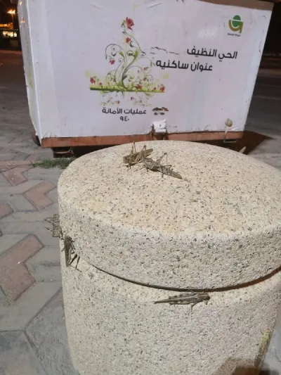 أسراب الجراد تفترش أرضية منتزه الردف في الطائف (فيديو)