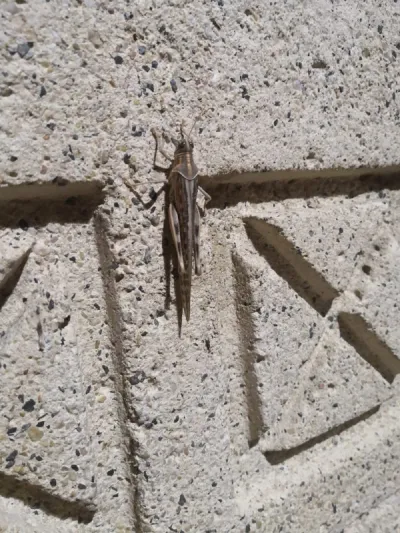 أسراب الجراد تفترش أرضية منتزه الردف في الطائف (فيديو)