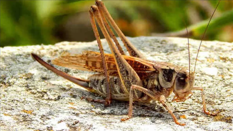 أسراب الجراد تفترش أرضية منتزه الردف في الطائف (فيديو)