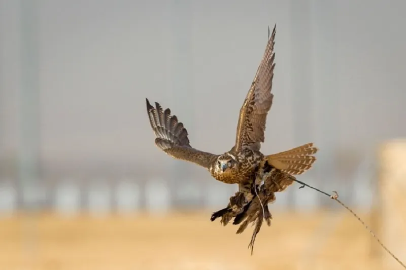 منافسة حامية بين 127 صقاراً في الأشواط الدولية لمهرجان الملك عبدالعزيز للصقور (صور)