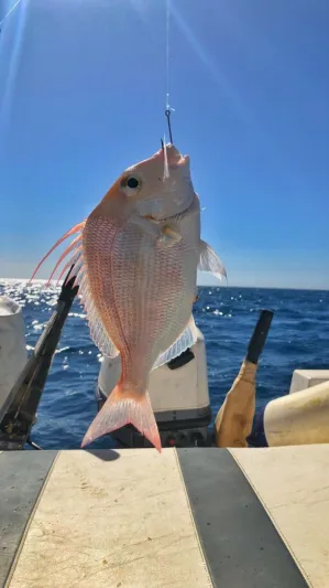 «مالديف السعودية»..رمال بيضاء ومياه فيروزية (صور)