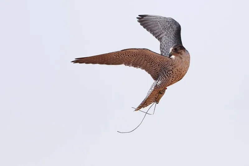 على أعتاب "جينيس" برقم قياسي غير مسبوق.. السعودية تفوز بلقب "أكبر مسابقة في العالم" .. صور