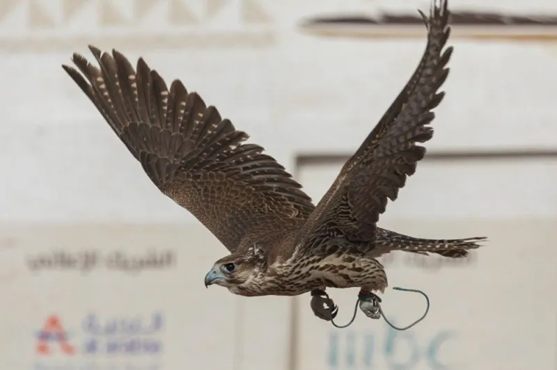 على أعتاب "جينيس" برقم قياسي غير مسبوق.. السعودية تفوز بلقب "أكبر مسابقة في العالم" .. صور