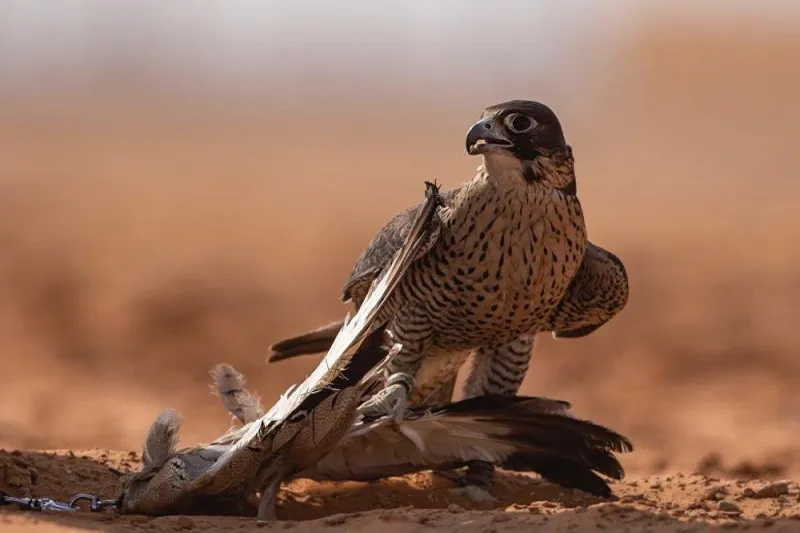 على أعتاب "جينيس" برقم قياسي غير مسبوق.. السعودية تفوز بلقب "أكبر مسابقة في العالم" .. صور