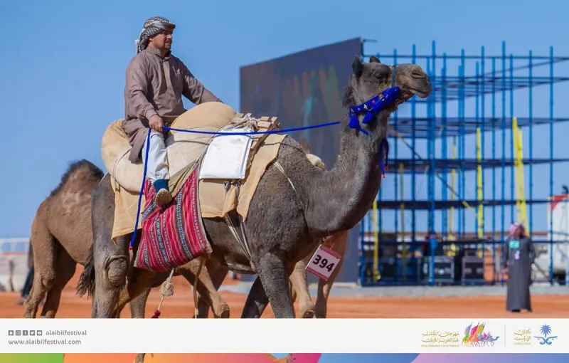 يشمل تقديم 44 عرضا.. انطلاق فعاليات مهرجان الملك عبد العزيز للإبل في نسخته الثالثة