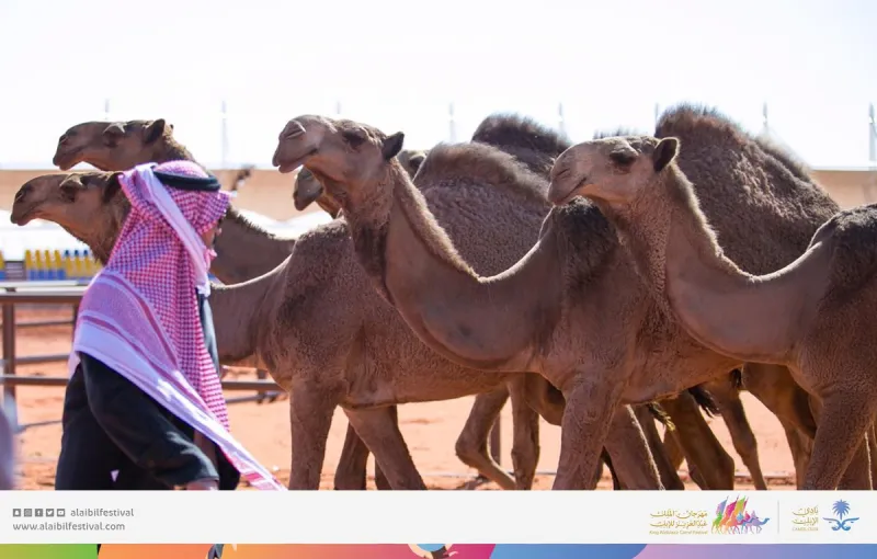 يشمل تقديم 44 عرضا.. انطلاق فعاليات مهرجان الملك عبد العزيز للإبل في نسخته الثالثة