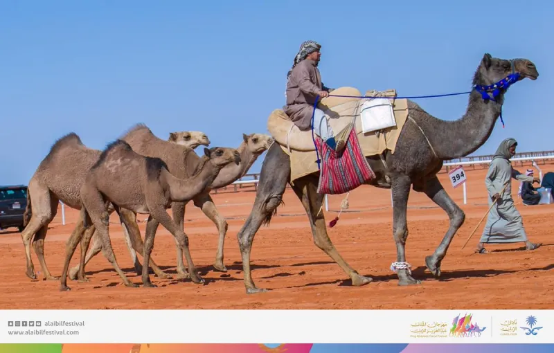 يشمل تقديم 44 عرضا.. انطلاق فعاليات مهرجان الملك عبد العزيز للإبل في نسخته الثالثة