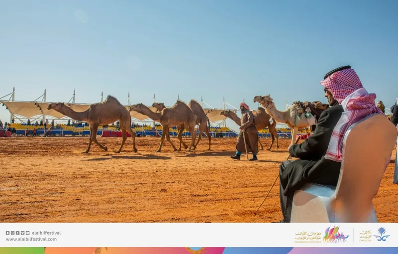 رئيس مجلس إدارة نادي الإبل: رعاية الملك للمهرجان أكبر دعم لمُربي الإبل في المملكة