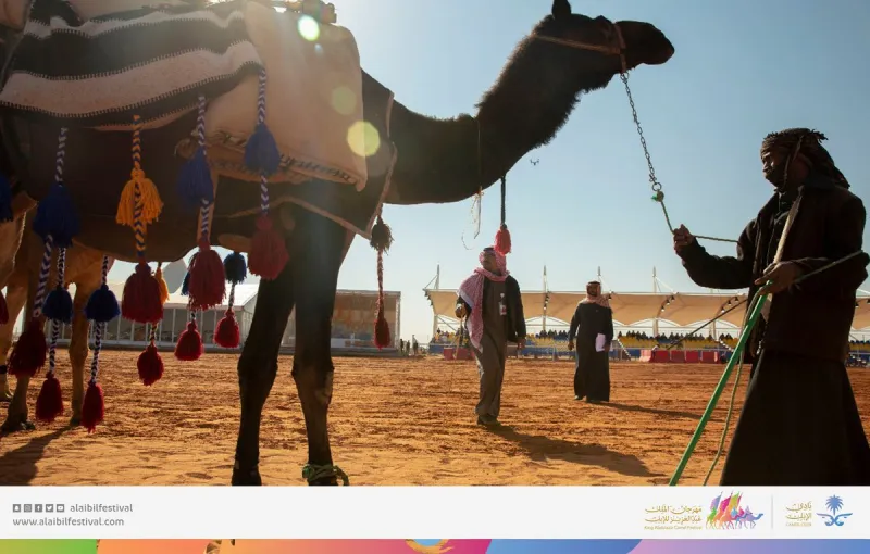 رئيس مجلس إدارة نادي الإبل: رعاية الملك للمهرجان أكبر دعم لمُربي الإبل في المملكة