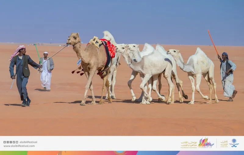 رئيس مجلس إدارة نادي الإبل: رعاية الملك للمهرجان أكبر دعم لمُربي الإبل في المملكة