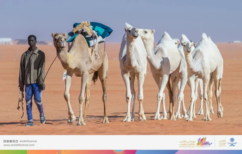 رئيس مجلس إدارة نادي الإبل: رعاية الملك للمهرجان أكبر دعم لمُربي الإبل في المملكة