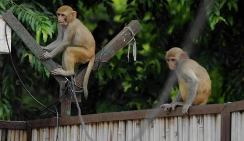  هجوم مخيف لقردة "جائعة" يثير الذعر بين طالبات جامعة بيشة ببلقرن (فيديو)