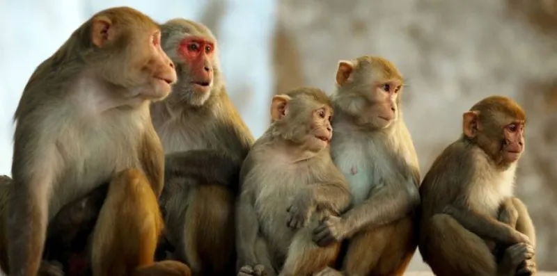  هجوم مخيف لقردة "جائعة" يثير الذعر بين طالبات جامعة بيشة ببلقرن (فيديو)