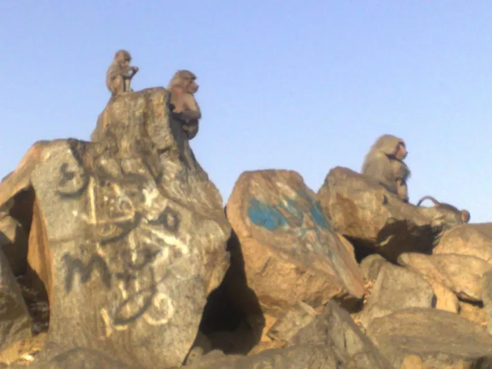  هجوم مخيف لقردة "جائعة" يثير الذعر بين طالبات جامعة بيشة ببلقرن (فيديو)