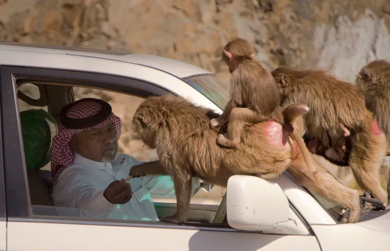  هجوم مخيف لقردة "جائعة" يثير الذعر بين طالبات جامعة بيشة ببلقرن (فيديو)