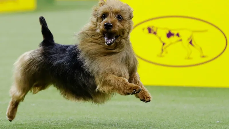 عمل "وحشي" يثير غضب السعوديين.. هذا مصير معذب كلب بأحد طرقات المملكة (فيديو)