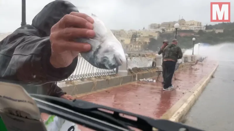 أسماك تتساقط من السماء على رؤوس سكان جزيرة مالطا ( فيديو)