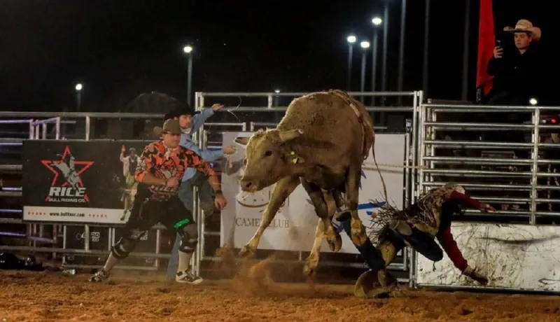 لأول مرة بالمملكة.. إقامة عرض مثير لتحدي الثيران بمشاركة فرقة أمريكية (صور)