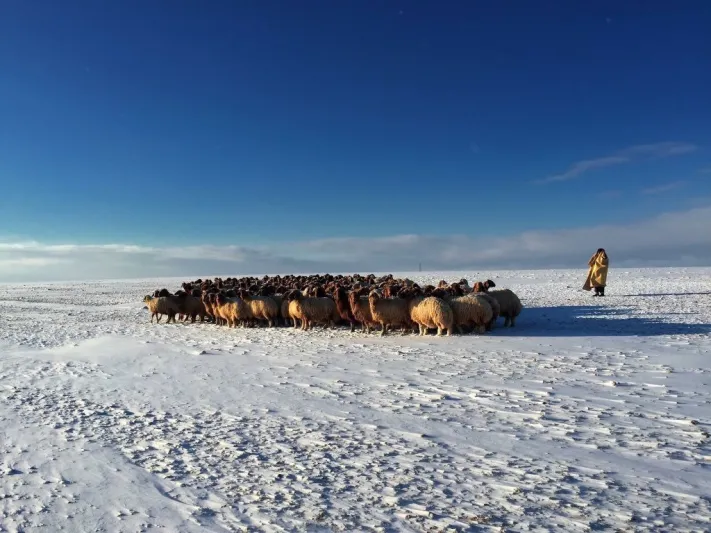 السعوديون والقطب الشمالي.. عندما تنشأ العلاقة بين أهل الصحراء وجبال الجليد (فيديو) 